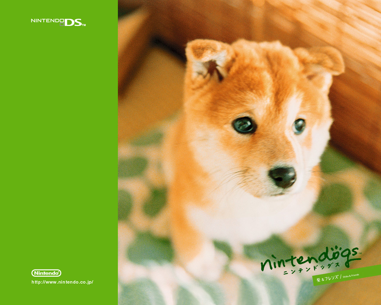 かわいい癒される 柴犬 Shiba Inu Pcデスクトップ壁紙 Iphoneスマホ壁紙 Naver まとめ