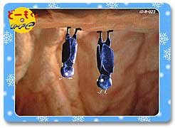 �Q�[�����