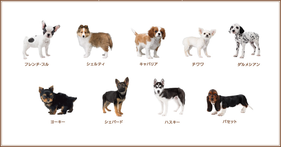 nintendogs チワワ＆フレンズ・ダックスフレンズ - 携帯用ゲームソフト