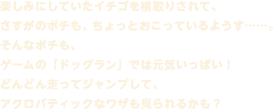 楽しみにしていたイチゴを横取りされて、さすがのポチも、ちょっとおこっているようす……。そんなポチも、ゲームの「ドッグラン」では元気いっぱい！どんどん走ってジャンプして、アクロバティックなワザも見られるかも？