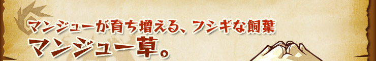 マンジューが育ち増える、フシギな飼葉マンジュー草。