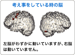 考え事をしているときの脳：左脳がわずかに動いていますが、右脳は動いていません。