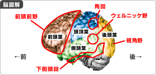 脳図解