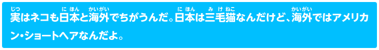 実はネコも日本と海外でちがうんだ。日本は三毛猫なんだけど、海外ではアメリカン・ショートヘアなんだよ。