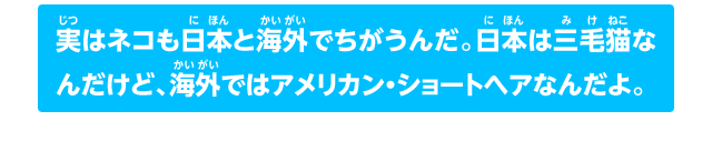 実はネコも日本と海外でちがうんだ。日本は三毛猫なんだけど、海外ではアメリカン・ショートヘアなんだよ。