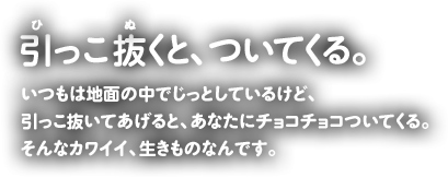 ƁAĂB͒nʂ̒łƂĂ邯ǁAĂƁAȂɃ`R`RĂBȃJCCÂȂłB