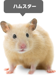 �n���X�^�[