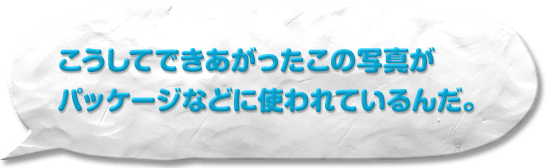 Ăł̎ʐ^pbP[WȂǂɎgĂ񂾁B