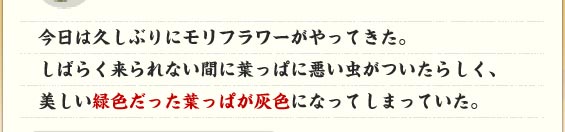 ͋vԂɃt[ĂB΂炭ȂԂɗtςɈ炵AΐFtςDFɂȂĂ܂ĂB