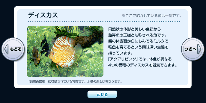 アクアリビング テレビでながめる魚たち 選べる魚の代表例 ディスカス